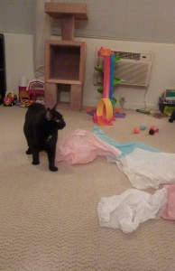 Olive joining in the fun as usual. She enjoyed all the tissue paper until Elias decided she had had enough!