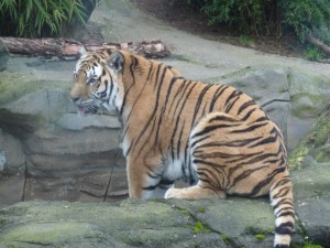 A rare active tiger sighting!