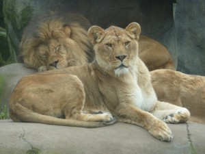 lions