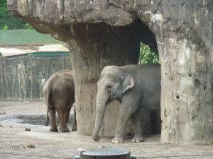 elephants